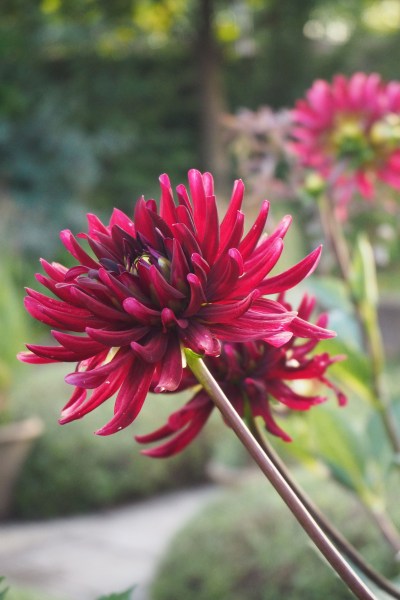 Dahlia Rip City in the Middlesized Garden