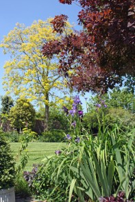 Robinia 'Frisia' - a beautiful garden tree