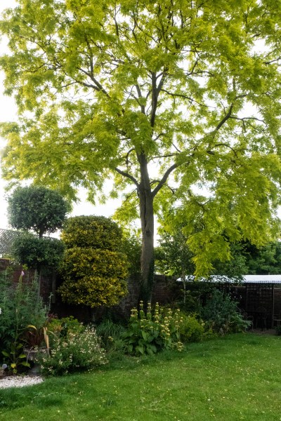 Strong garden structure distracts from weeds