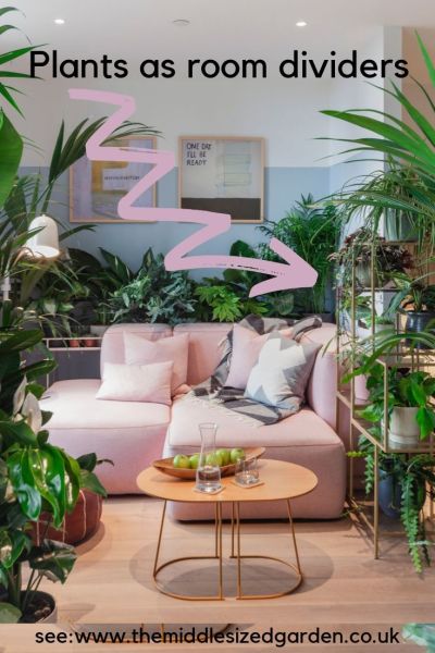 Use indoor plants as room dividers