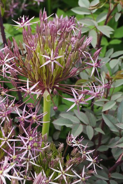 Self-seeded combination of allium and rose