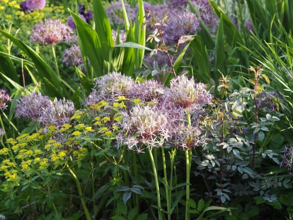 Self-seeded border