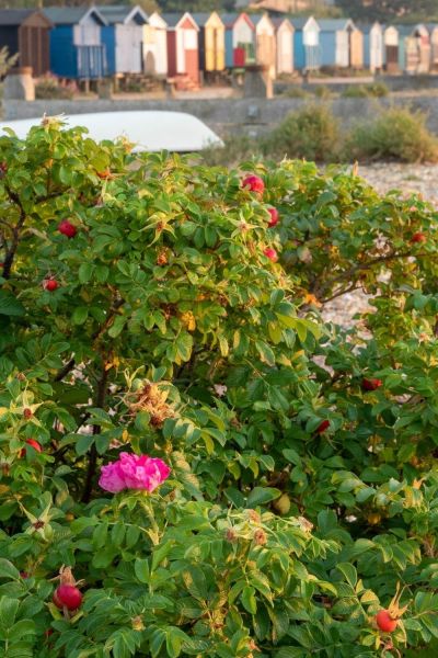 Rosa rugosa on Whitstable Beach