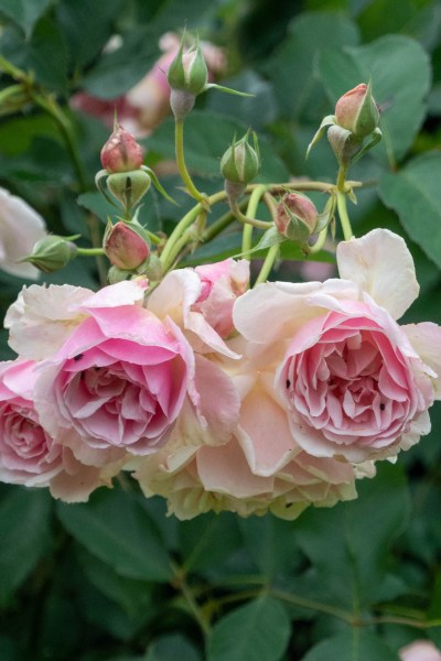 Close up of Rose 'Felicia'