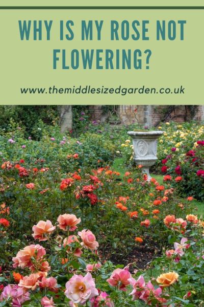 Growing roses tips and questions