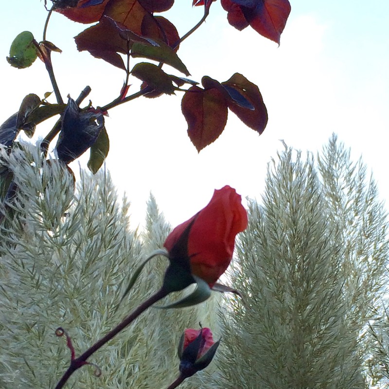 'Lover's Meeting' rose