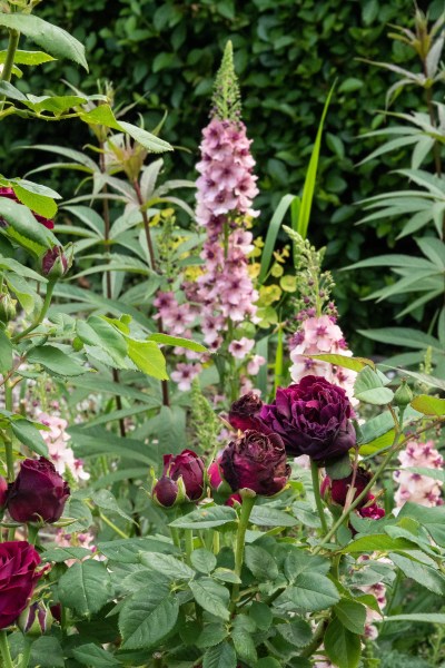 Rose and verbascum in the Middlesized Garden