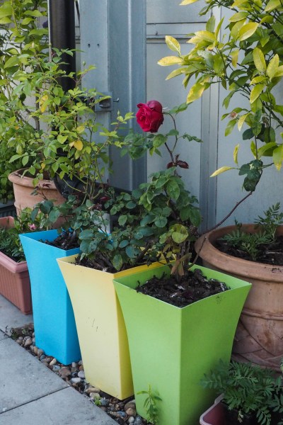 Container planting for roof gardens