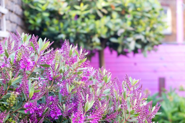 Choose pink flowers for a pink shed?