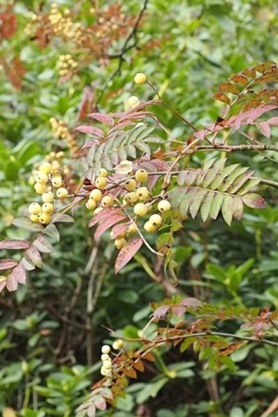 Sorbus or Mountain Ash