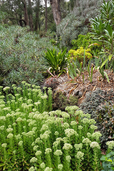 Mediterranean style planting