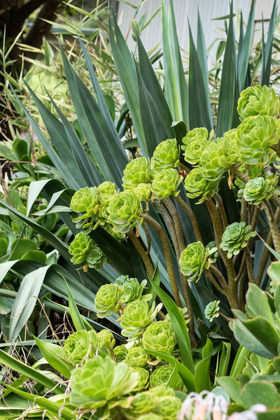 Contrasting shaped leaves with aeoniums and yucca