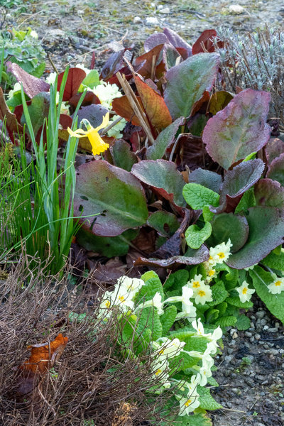 Bergenia, primroses and daffodils