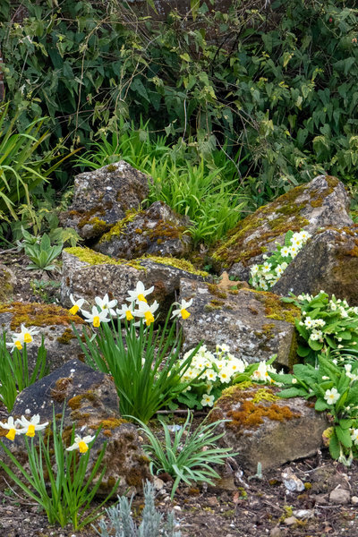 Daffodils in the Rock Garden