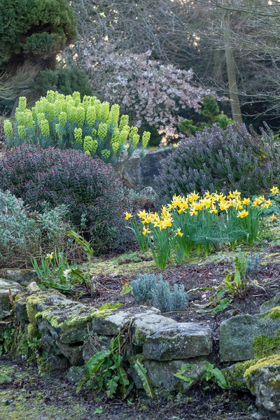 Spring bulbs in Doddington Place Gardens