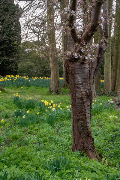 Plant spring bulbs in woodland