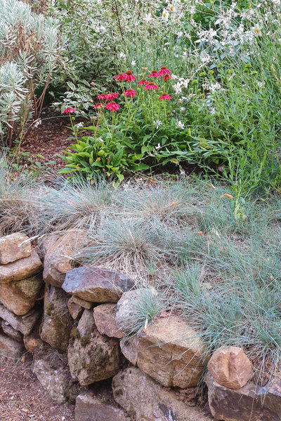 Festuca glauca is a good mat spreader for slopes