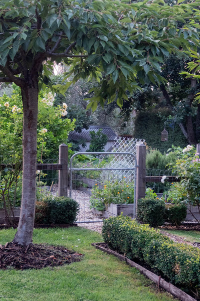 Veg patch surrounded by roses.