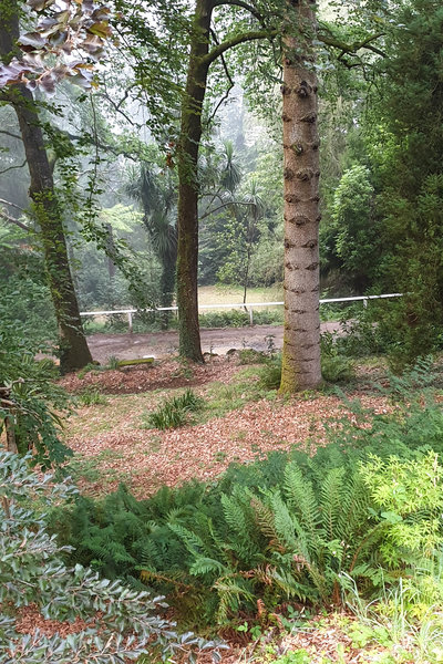 Ferns planted on a slope