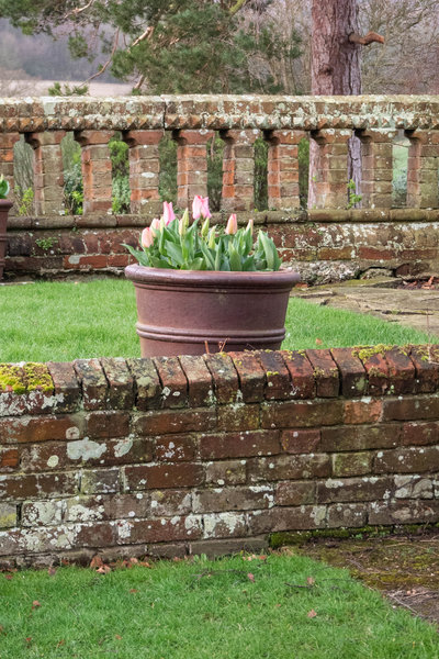 Tulips in pots.