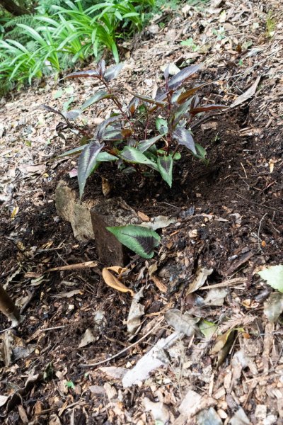 How to plant on a slope with retaining bricks