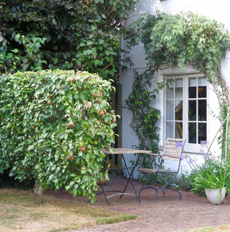 Espaliered pears for privacy