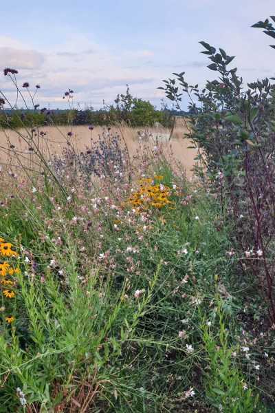 Pollinator-friendly flowers