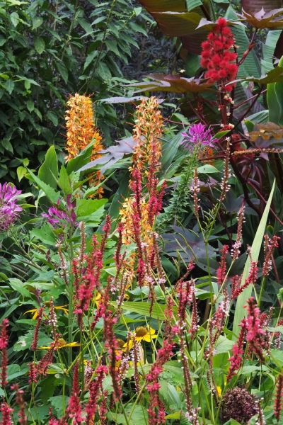 Annuals and perennials in an exotic garden