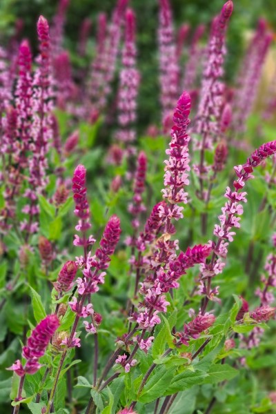 Salvia caradonna Pink Inspiration