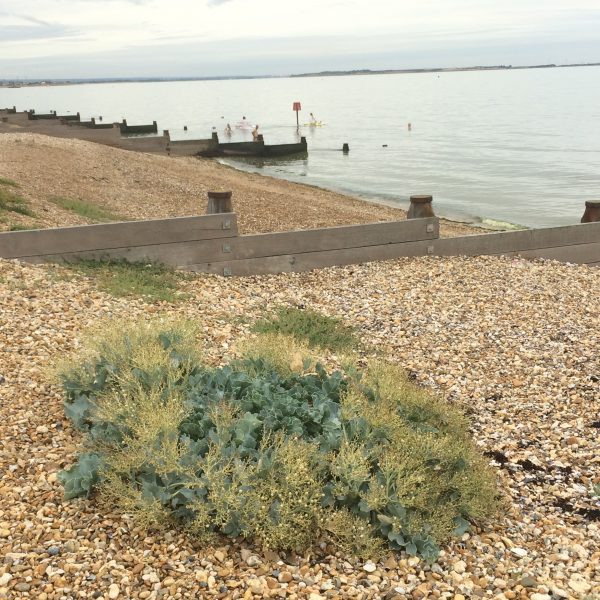 Sea kale on Joy Lane Beach, Whitstable