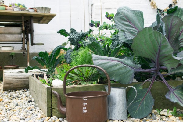 Use raised beds in a seaside garden