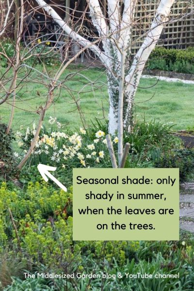 Seasonally shady border