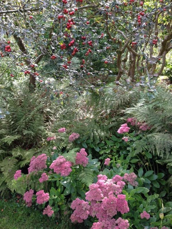 Rosa glauca and sedum at Vasterival