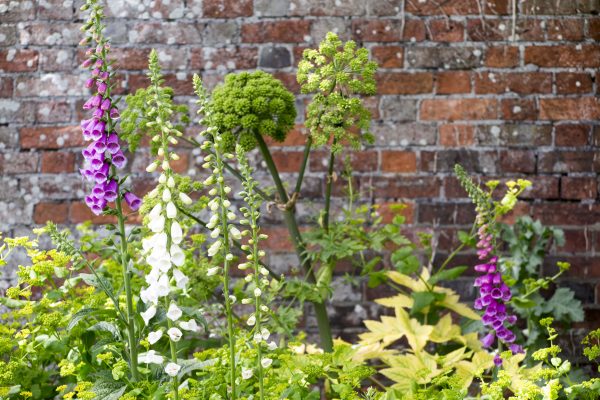 Three excellent self-seeders for shade - smyrnium perfoliatum, foxgloves and angelica archangelica