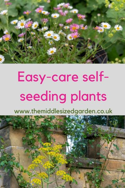 Low maintenance Self seeding plants