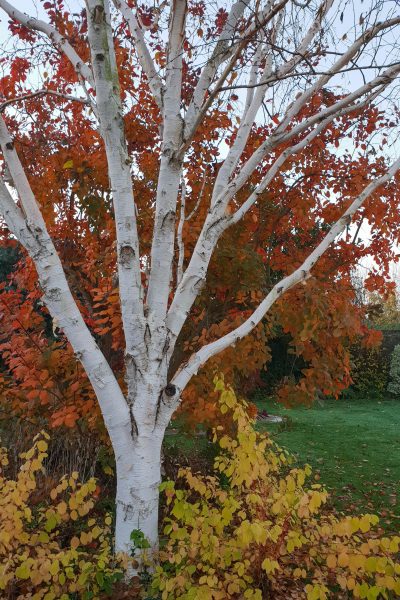 Silver birch underplanted with Cornus 'Midwinter Fire'.