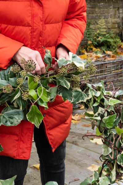 Tie ivy into the frame