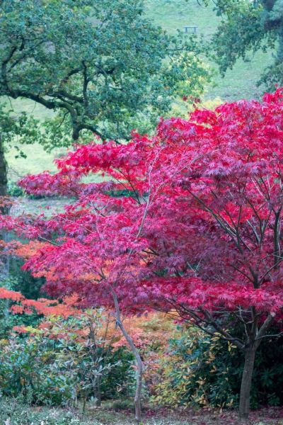 Growing conditions for acers