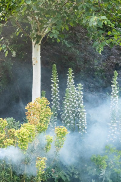 Acanthus mollis 'Rue Ledan' spread but are not too invasive