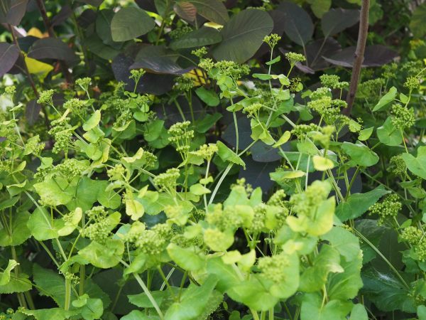 Self-seeding greenery