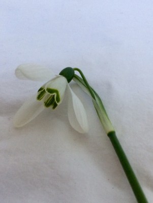 Consider background when photographing white flowers