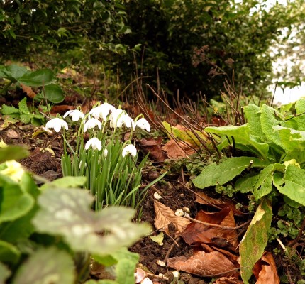 Go close and low when photographing snowdrops