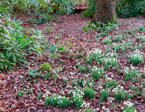 Tips for photographing snowdrops