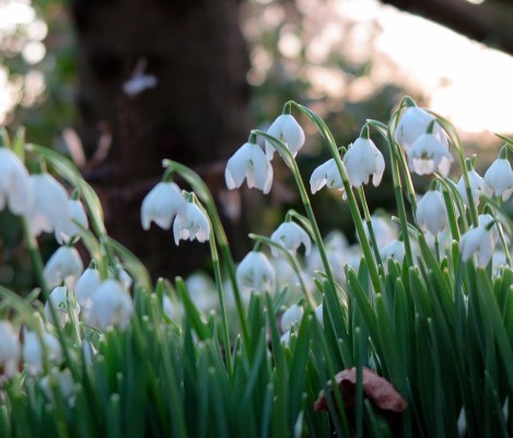 Snowdrops are a challenge to photograph.