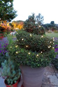 Solar Berry Lights from Festive Lights