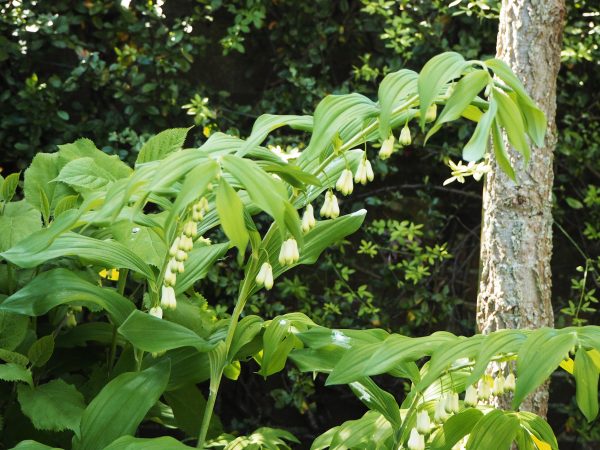 Solomon's seal is ideal for shade