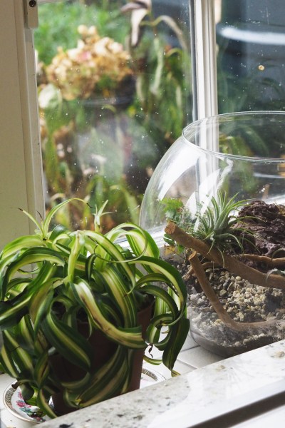 Two authentic 1970s house plants: Spider plants and terrarium in the kitchen