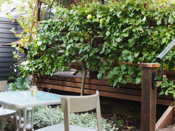 Espaliered fruit trees as garden privacy screening