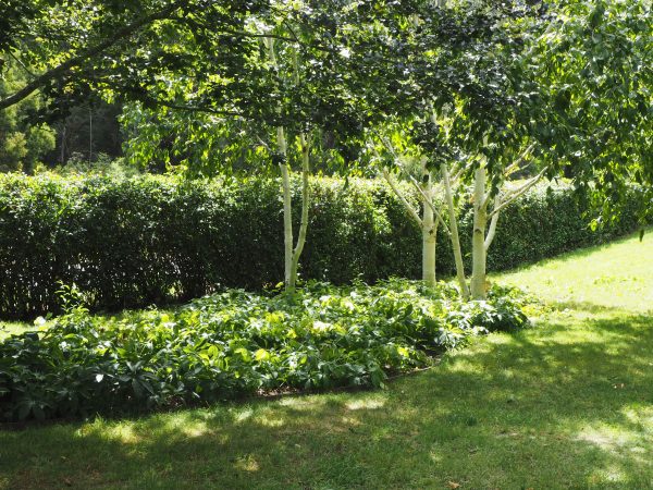 Multi-stemmed silver birch as privacy screening.