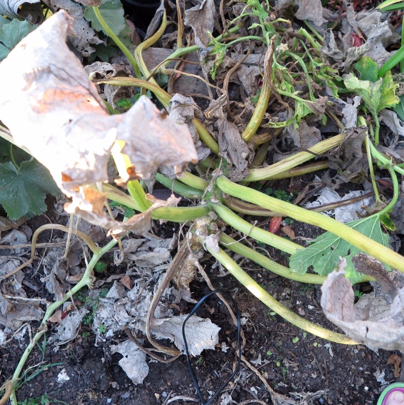 Courgette without extra fertiliser feed